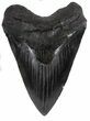 Serrated, Fossil Megalodon Tooth - Glossy Enamel #56509-1